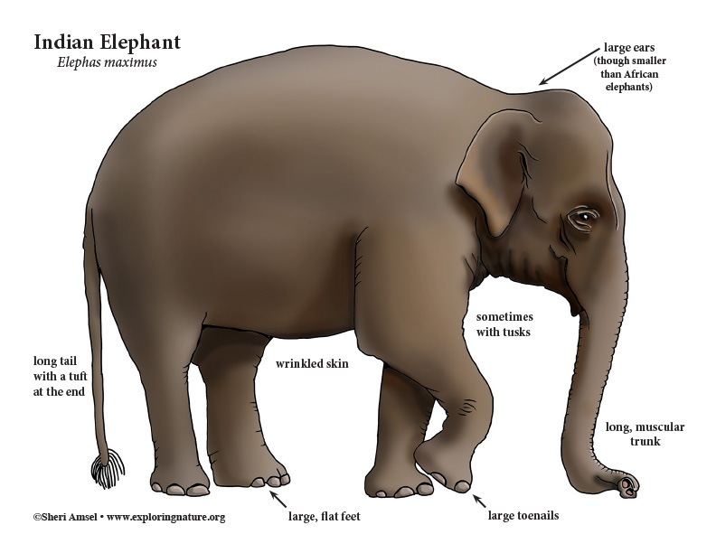 Elephant (Asian) or Indian Elephant
