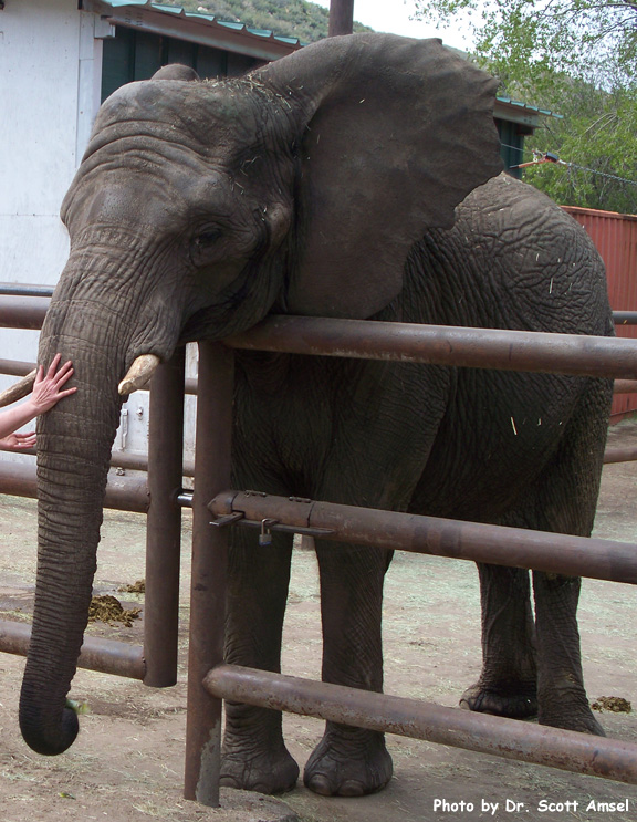 Elephant (African)