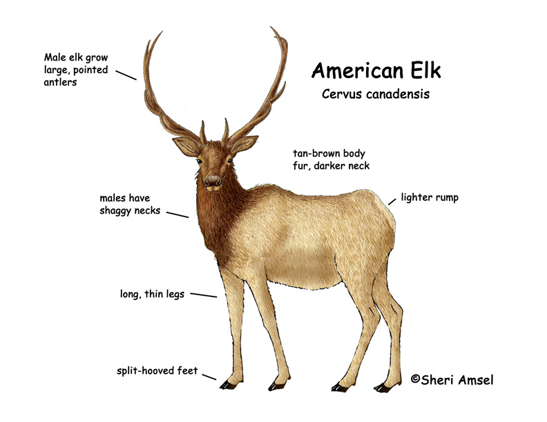 Elk (American)