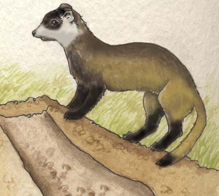 Ferret (Black-footed)