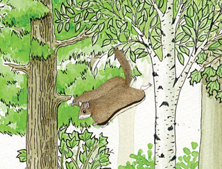 Squirrel (Northern Flying)