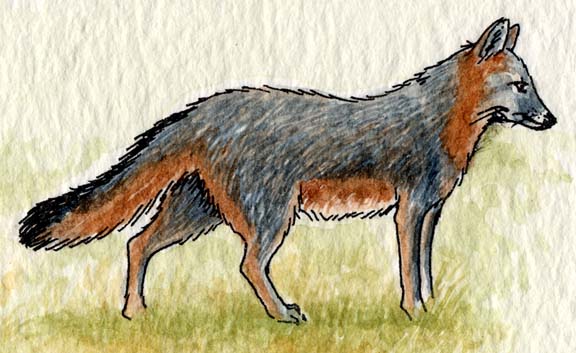 Fox (Gray)
