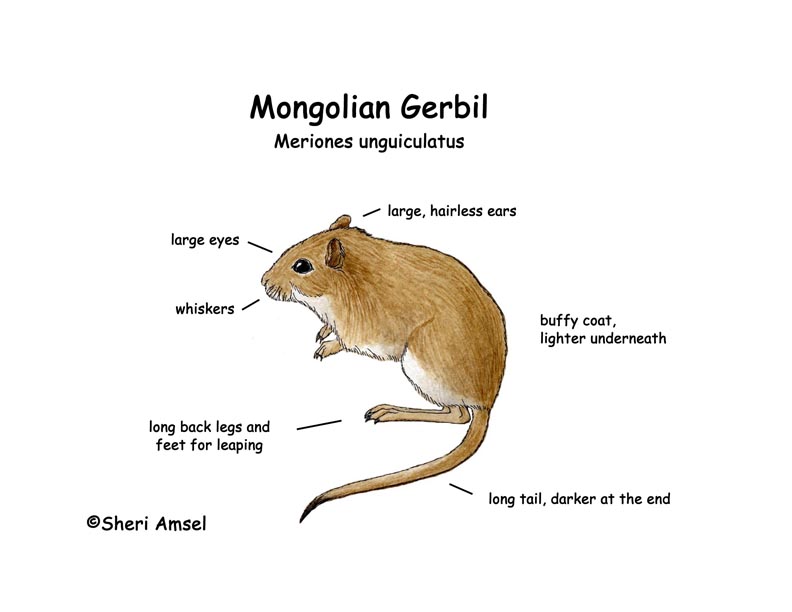 Gerbil (Mongolian)