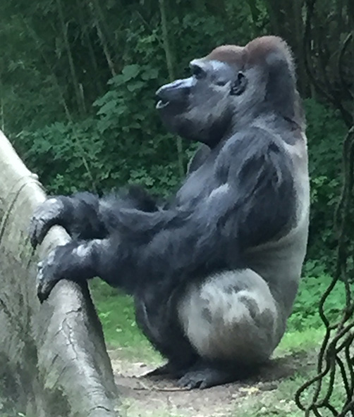 Gorilla