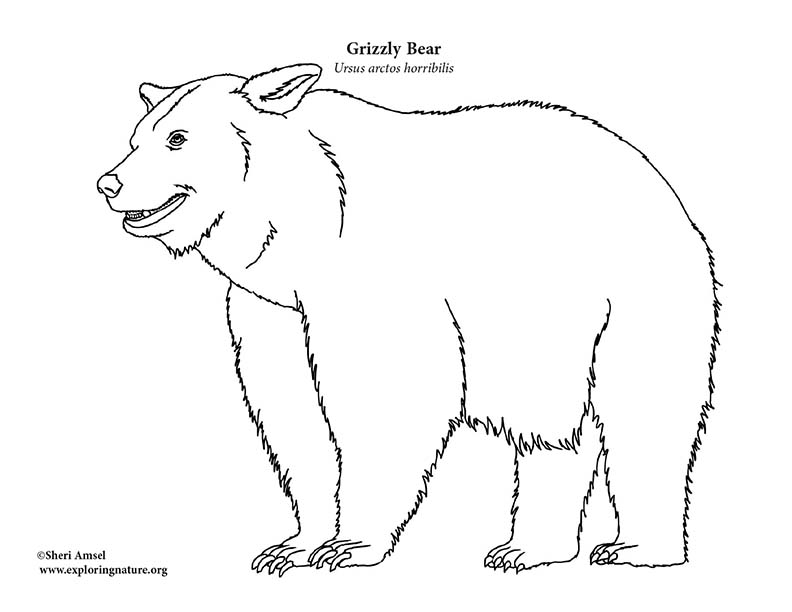 Grrizzly Bear Coloring Page