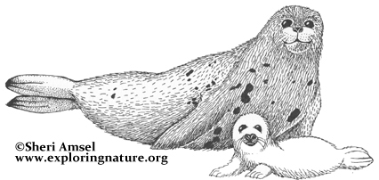 Seal (Harp)