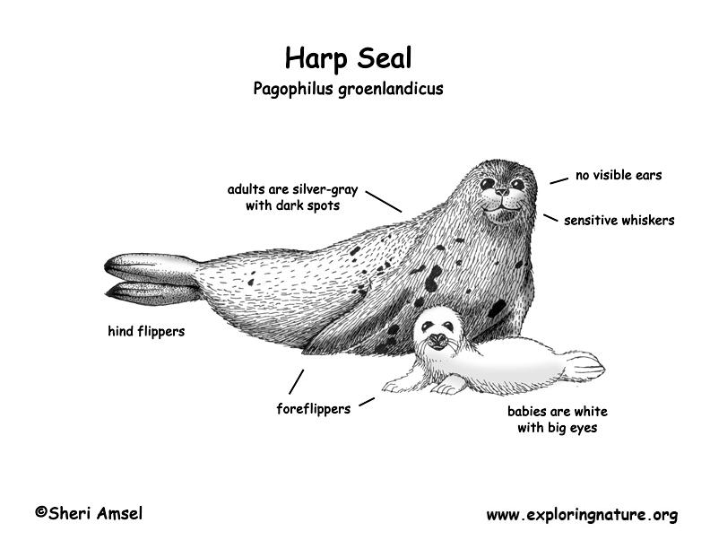 Seal (Harp)