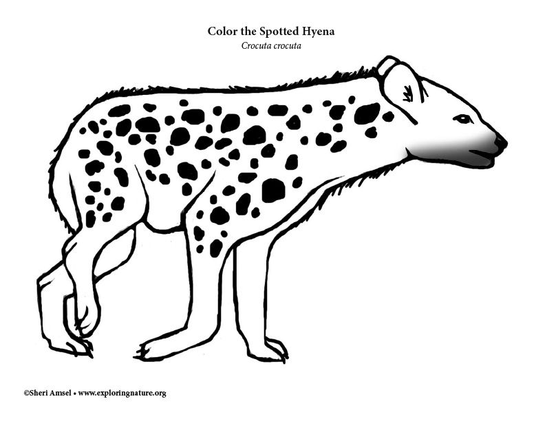 Spotted Hyena Coloring Page