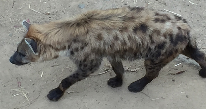 Hyena (Spotted)