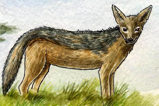 Jackal (Golden)