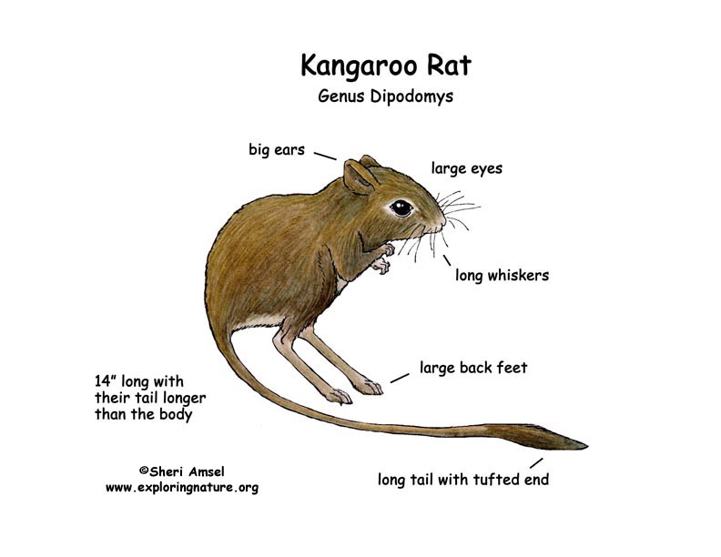 Kangaroo Rat