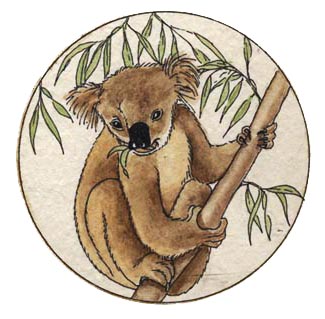 Koala