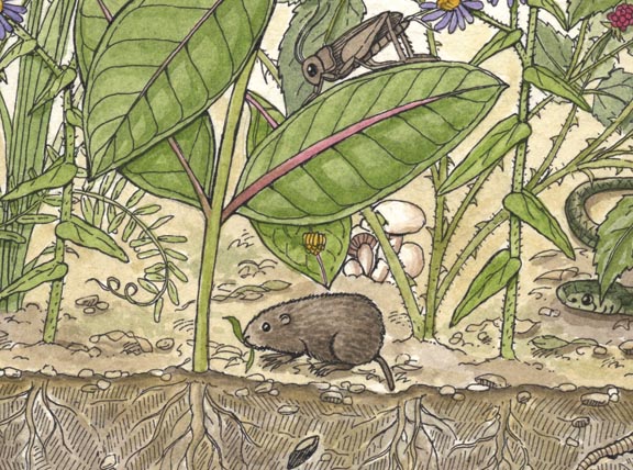 Lemming (Brown)