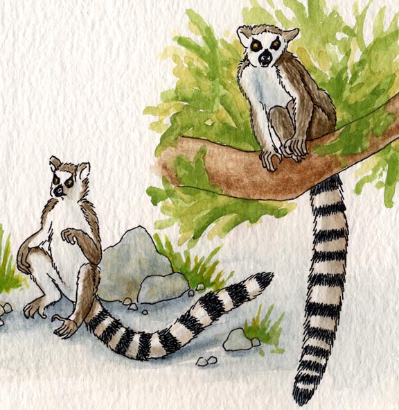 Lemur (Ring Tailed)
