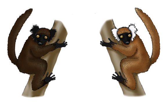 Lemur (Black)