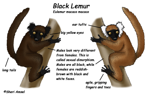 Lemur (Black)