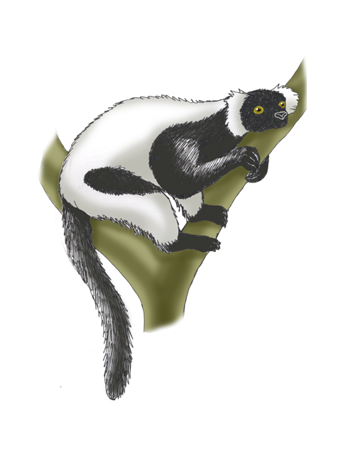 Lemur (Black-and-white Ruffed)
