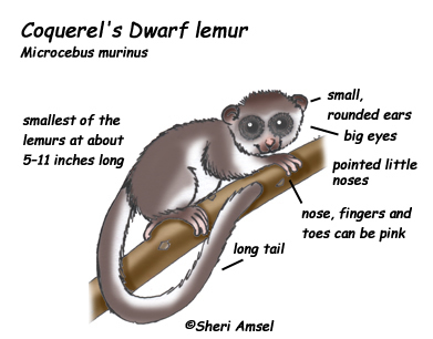 Lemur (Coquerel's Dwarf)