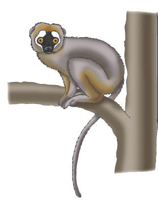 Lemur (Red-fronted Brown)