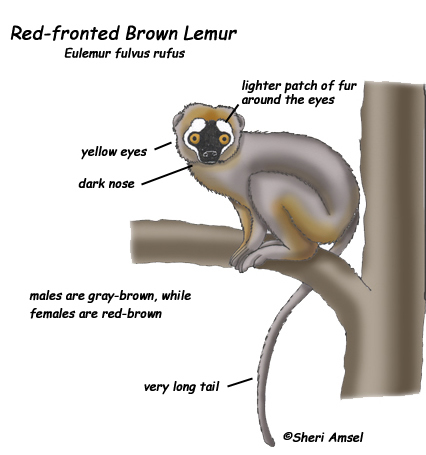 Lemur (Red-fronted Brown)