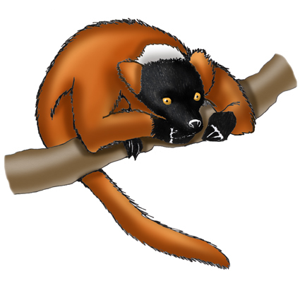 Lemur (Red-ruffed)