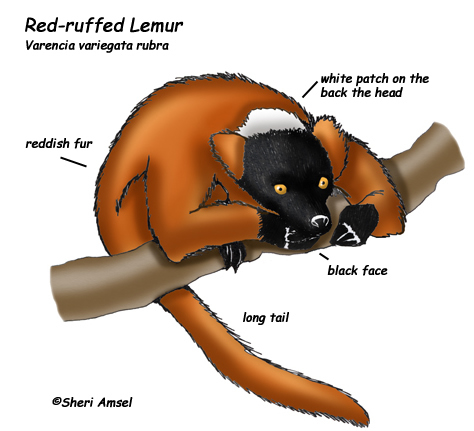 Lemur (Red-ruffed)