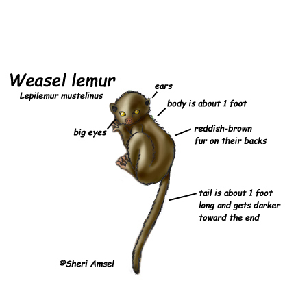 Lemur (Weasel)