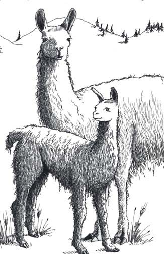 Llama