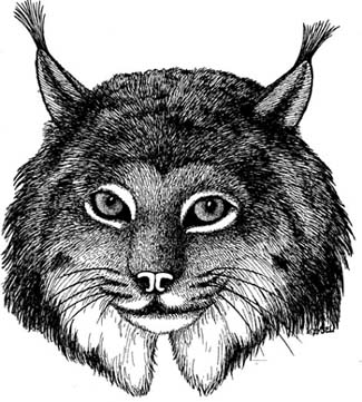 Lynx (Canadian)