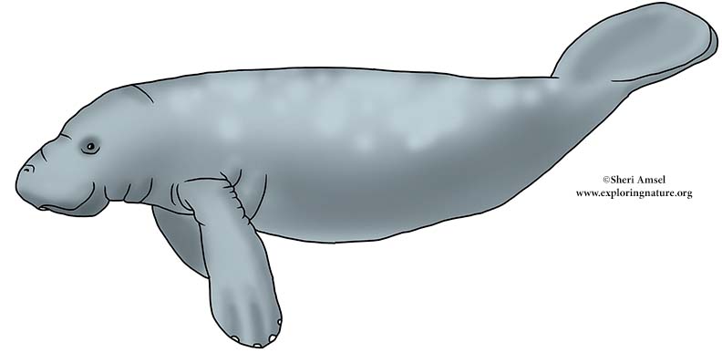 Manatee (Florida)