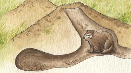 Marmot (Bobak)
