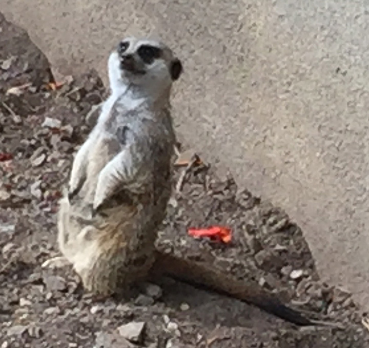 Meerkat