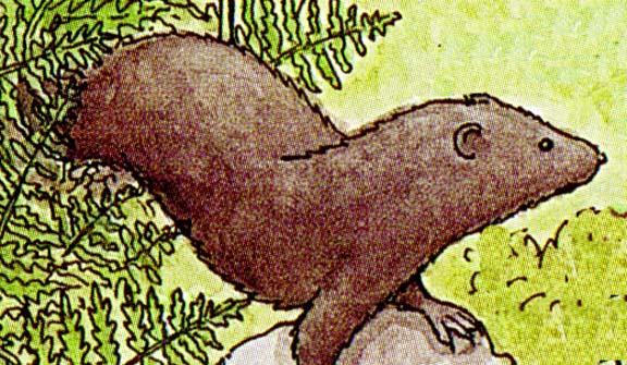 Mink