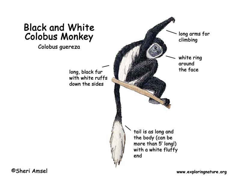 Monkey (Black and White Colobus)