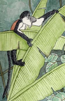 Monkey (Diana)