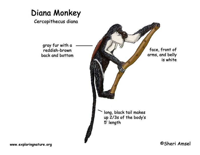 Monkey (Diana)