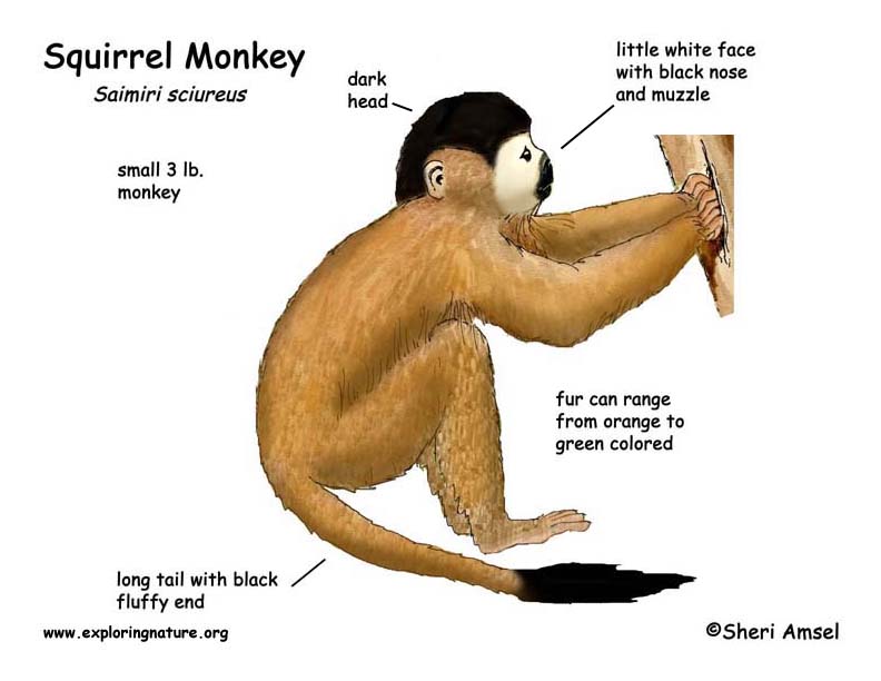 Monkey (Squirrel)