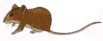 Mouse (Deer)