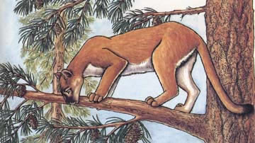 Mountain Lion (Panther, Puma)