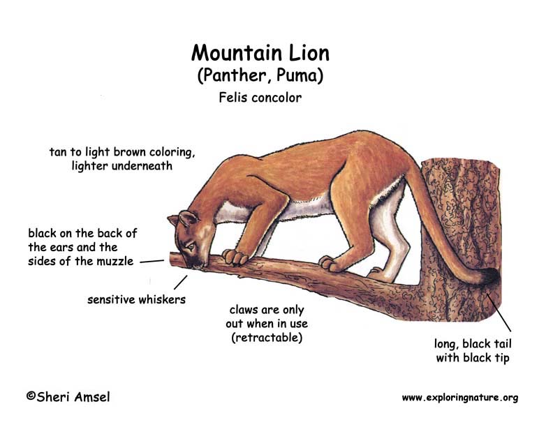 Mountain Lion (Panther, Puma)