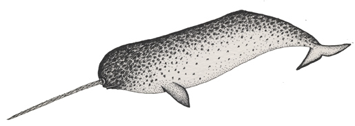 Narwhal