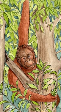 Orangutan