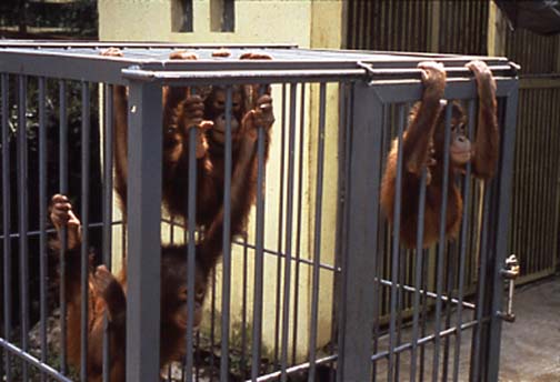 Orangutan