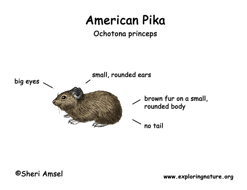 Pika (American)
