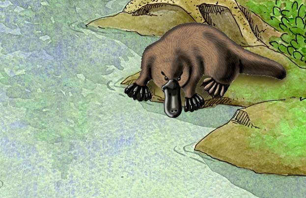Platypus (Duck-billed)