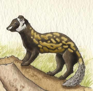 Polecat (Marbled)