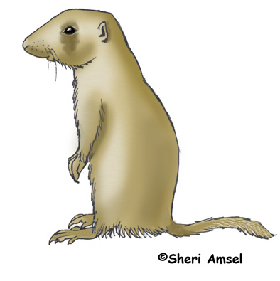 Prairie Dog (White-tailed)  