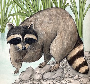 Raccoon