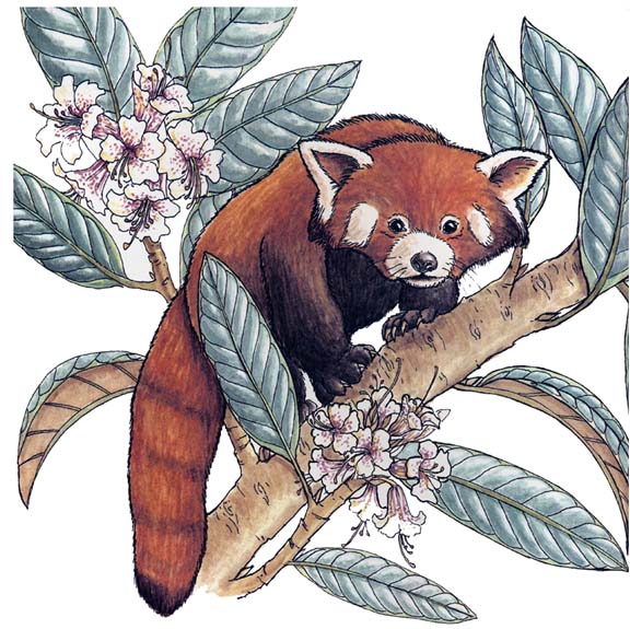 Panda (Lesser or Red)