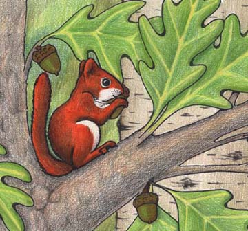 Squirrel (Red)